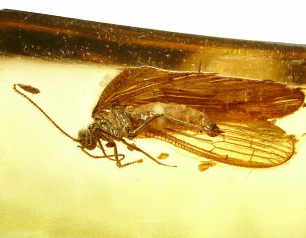 доисторические насекомые в янтаре