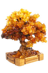 Amber tree