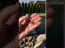 Відео огляд товару Срібний кулон з бурштиновою кулькою «Фея» | Янтар Полісся