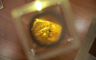 Amber inclusions 