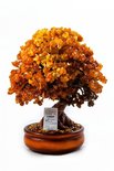 Amber tree Д-13-Я