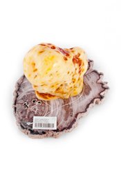 琥珀紀念品 C-1
