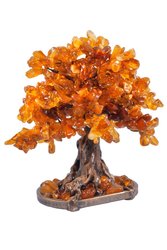 Amber tree SUV000183